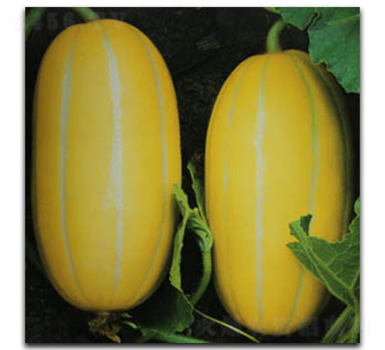 ʥ��һ̖-��ϷN��