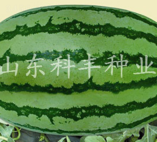 �����G����-���ϷN��-���S�N�I(y��)