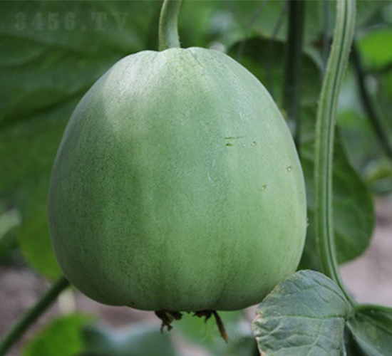 ���оGɫ��(j��ng)�䣨�GƤ�G����ͣ�-��ϷN��