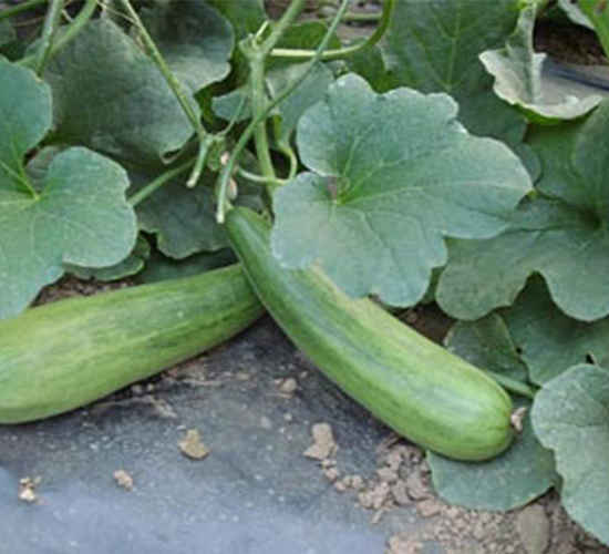 ���������-��ϷN��