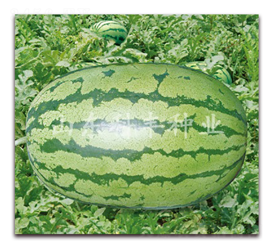 ���������-���ϷN��-���S�N�I(y��)