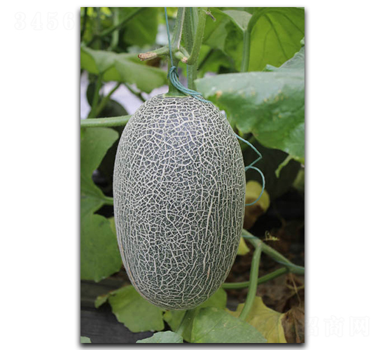 ����M1-��ϷN��