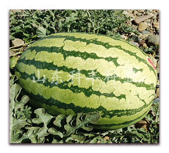 ���S��̖(h��o)-���ϷN��-���S�N�I(y��)