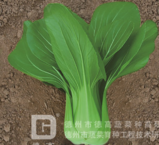 �¸��ľG-�๣�˷N��-�¸�