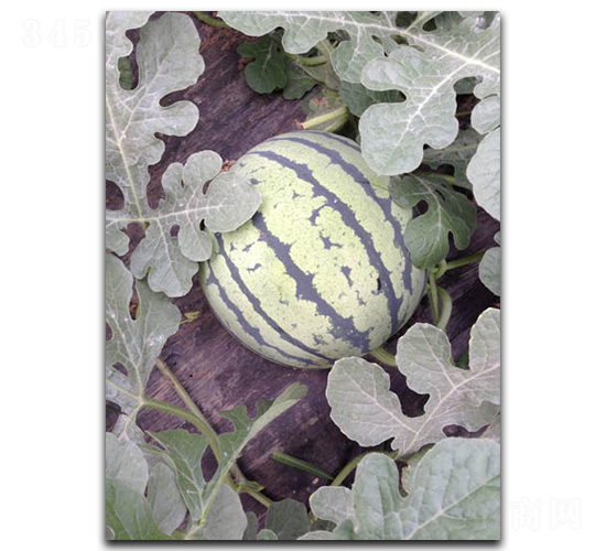 ʥ��һ̖-���ϷN��