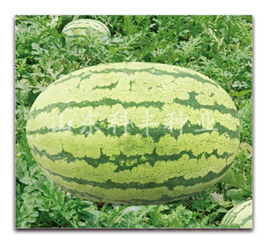 ���r(n��ng)��̖-���ϷN��-���S�N�I(y��)