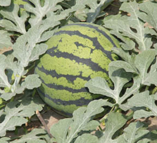 ʥ����̖-���ϷN��