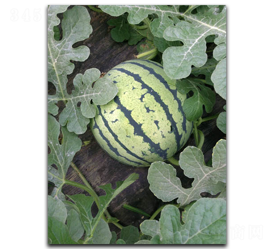 ����W1-���ϷN��