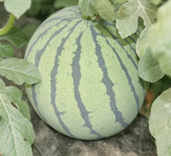 ����W2-���ϷN��