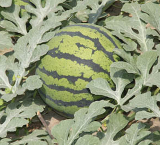 ����W3-���ϷN��