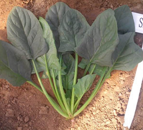 ¡����-���˷N��