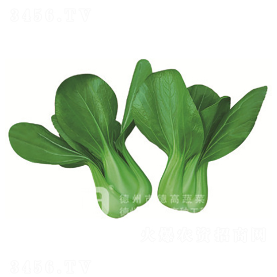 ���_������-�¸�558-�๣�˷N��-�¸�