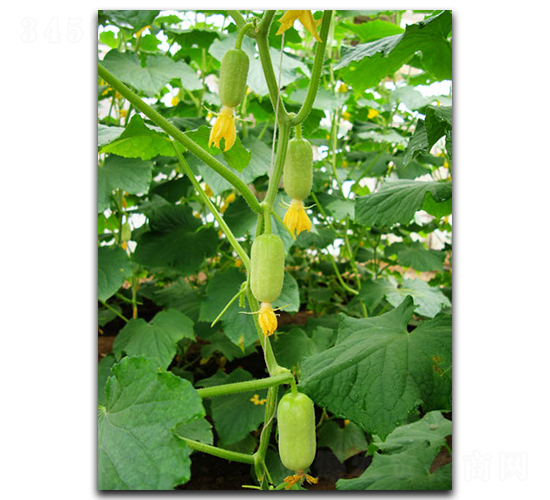 ��Ů-�S�ϷN��