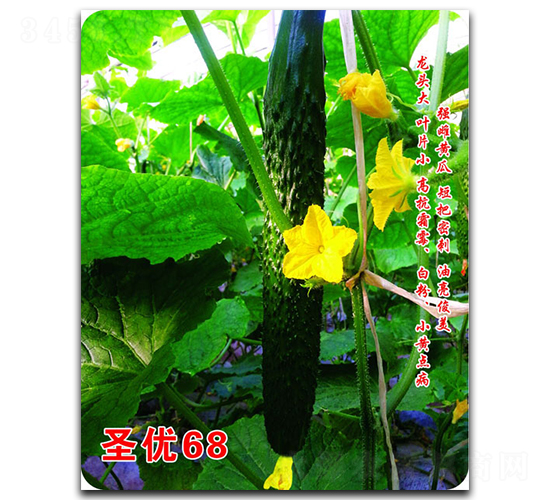 ʥ��(y��u)68-�S�ϷN��