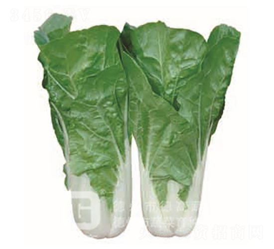 �¸�1138-��˷N��-�¸�