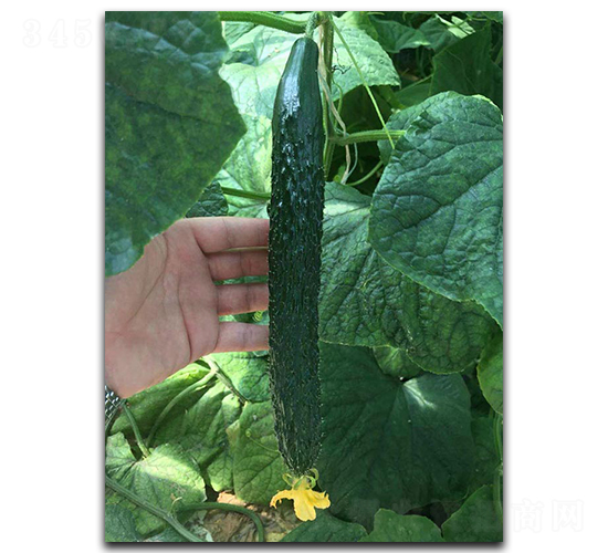 �G��A6-�S�ϷN��