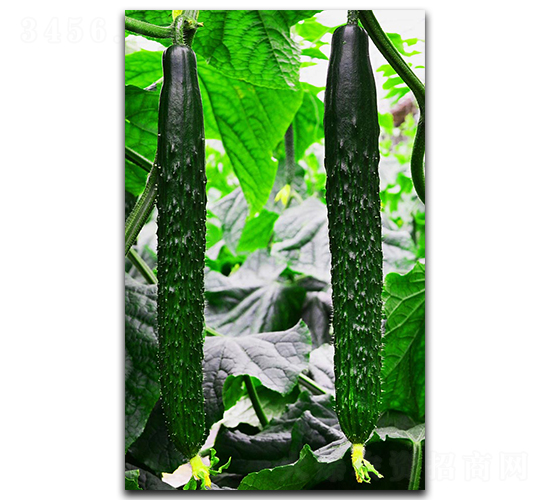 ����101-�S�ϷN��