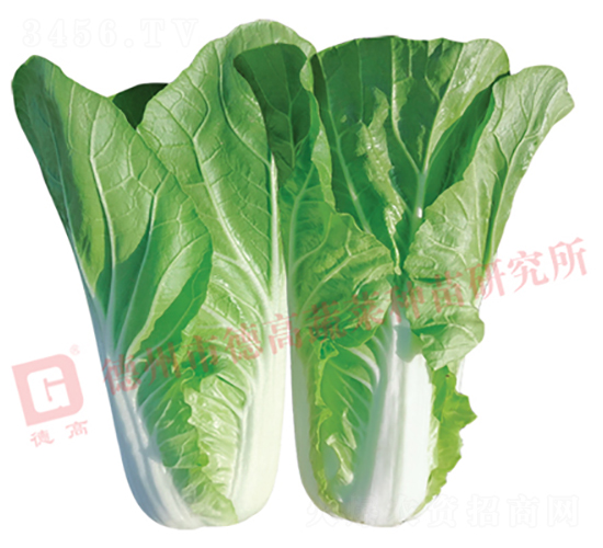 �¸�2293-��˷N��-�¸�