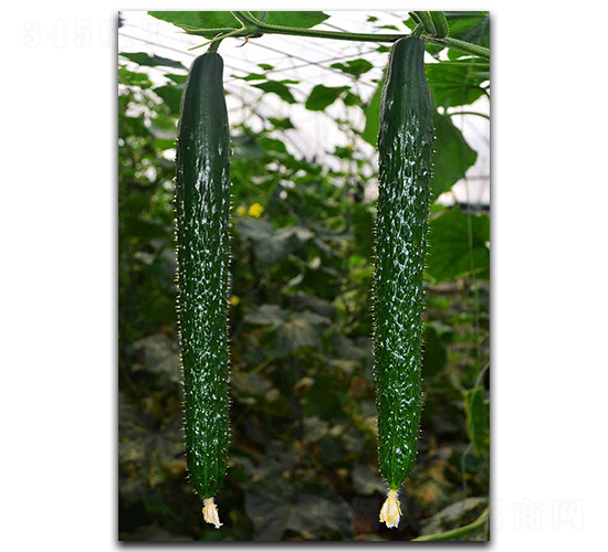 �ۃ�(y��u)9̖-�S�ϷN��