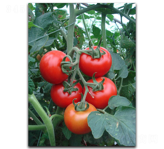 ����RT968-���ѷN��