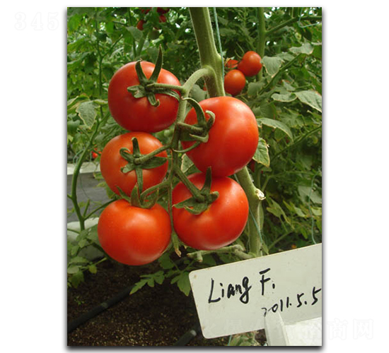 ���з���1̖(h��o)-���ѷN��