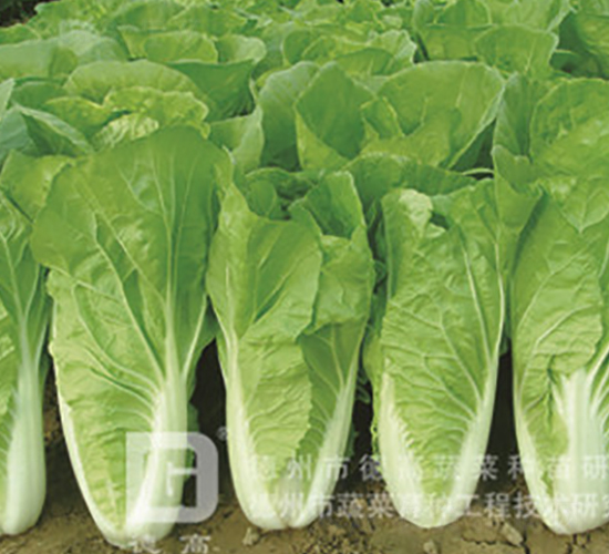 �L��5̖-��˷N��-�¸�