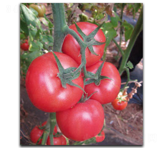 ������-���ѷN��