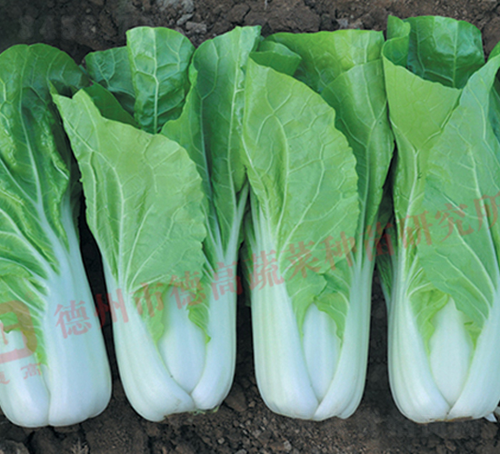 ����-��˷N��-�¸�