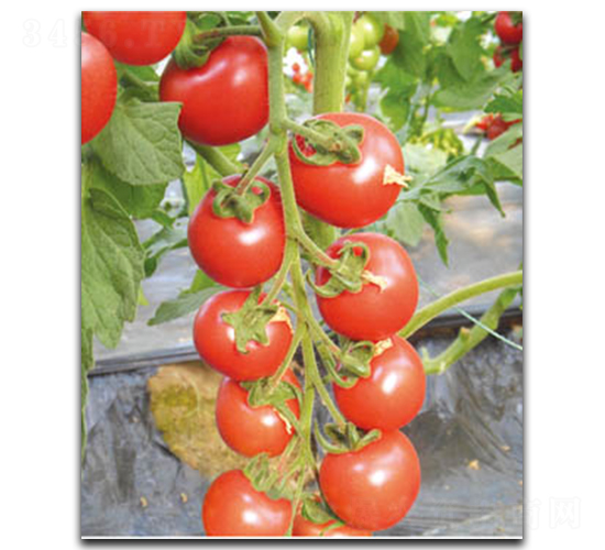 152-���ѷN��