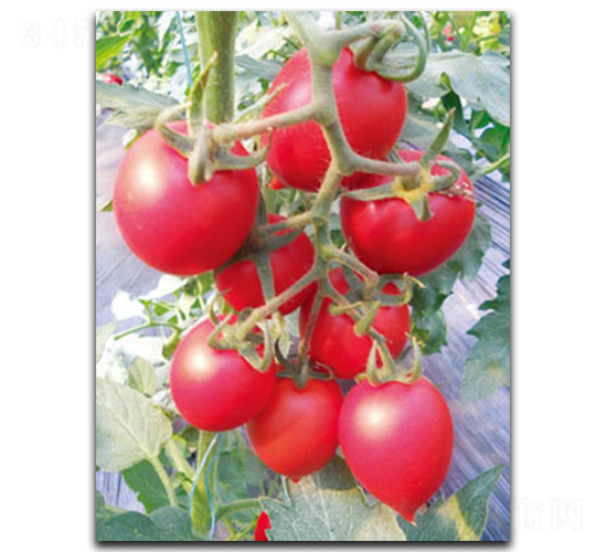 �t��T-105-���ѷN��