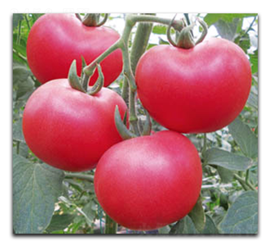 ������-���ѷN��