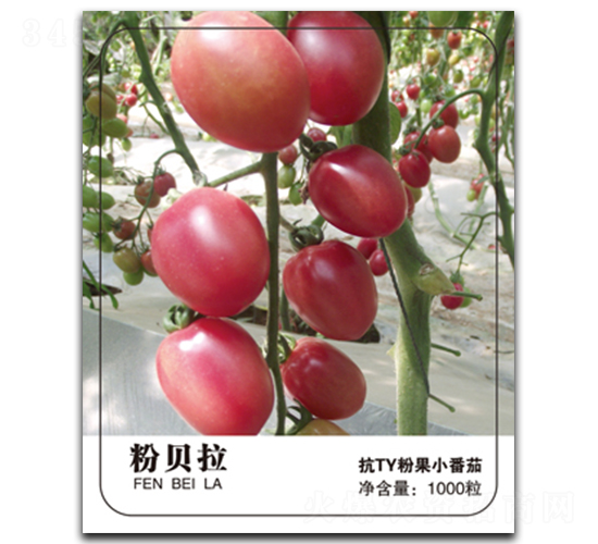 ��ؐ��-���ѷN��