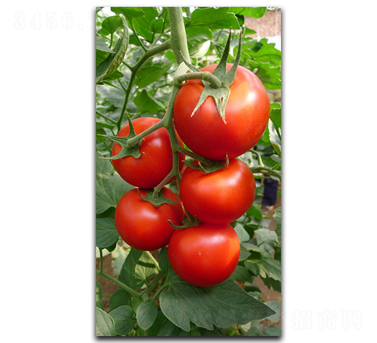 ���᠖-���ѷN��