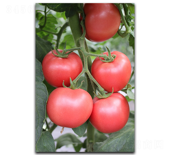 ����PT325-���ѷN��