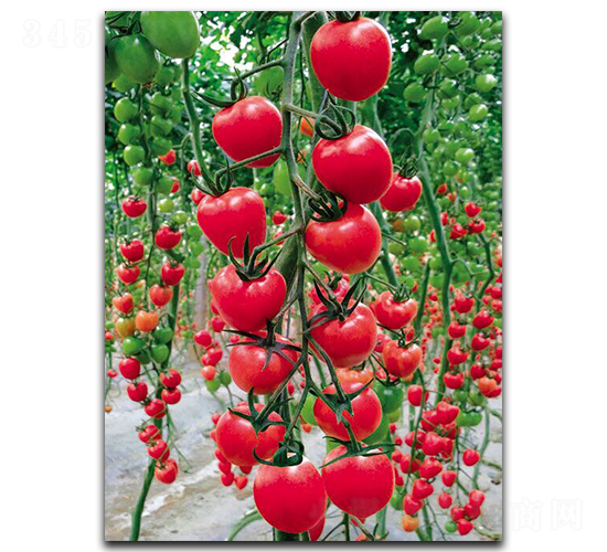 ����CT528-���ѷN��