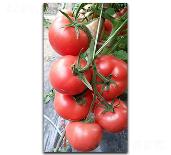 ����PT326-���ѷN��