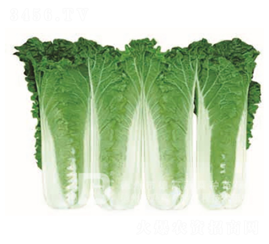 �¸�������-���޲˷N��-�¸�