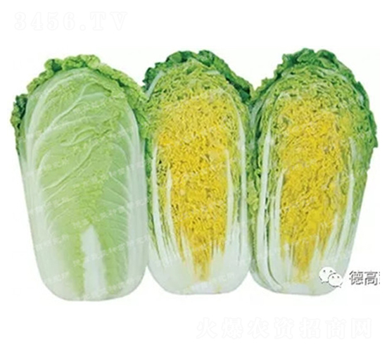 �¸���6-���޲˷N��-�¸�