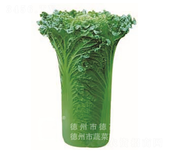 ���A60-��ײ˷N��-�¸�