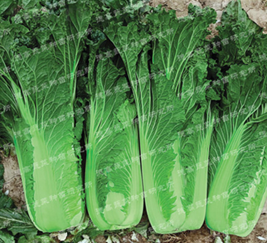 �F��307-��ײ˷N��-�¸�