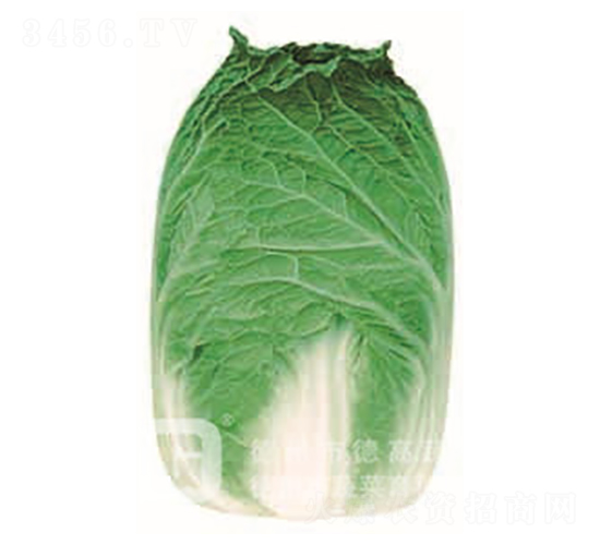 �ڏ��Ͱײ�-�ٺ�-��ײ˷N��-�¸�