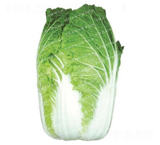 �ڏ��ʹ�ײ�-�F��65-��ײ˷N��-�¸�