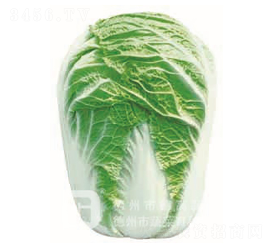 �¸�1̖(h��o)-��ײ˷N��-�¸�