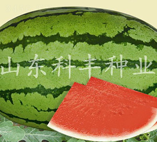 �S���˰�-���ϷN��-���S�N�I(y��)