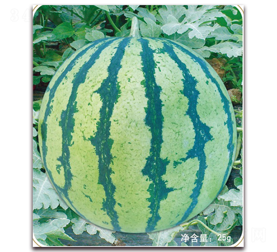 ����һ̖-���ϷN��-���S�N�I(y��)