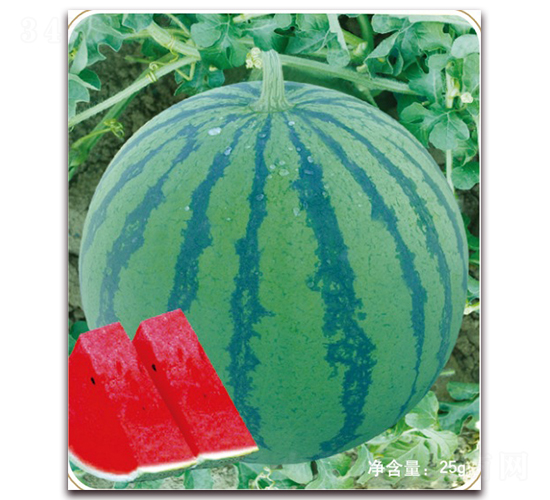 �����̖-���ϷN��-���S�N�I(y��)