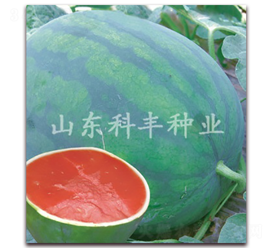 ɽ�Ɵo��-���ϷN��-���S�N�I(y��)