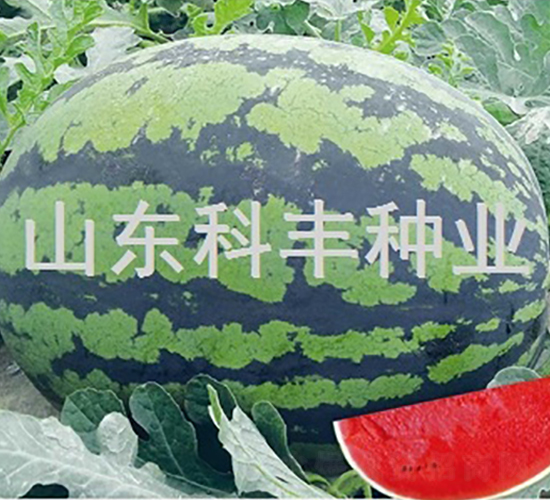 �����̖-���ϷN��-���S�N�I(y��)