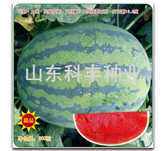 ������̖(h��o)-���ϷN��-���S�N�I(y��)