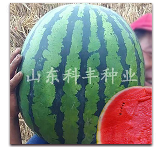 ɽ������һ̖-���ϷN��-���S�N�I(y��)